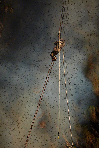 Honey hunter on a rope ladder